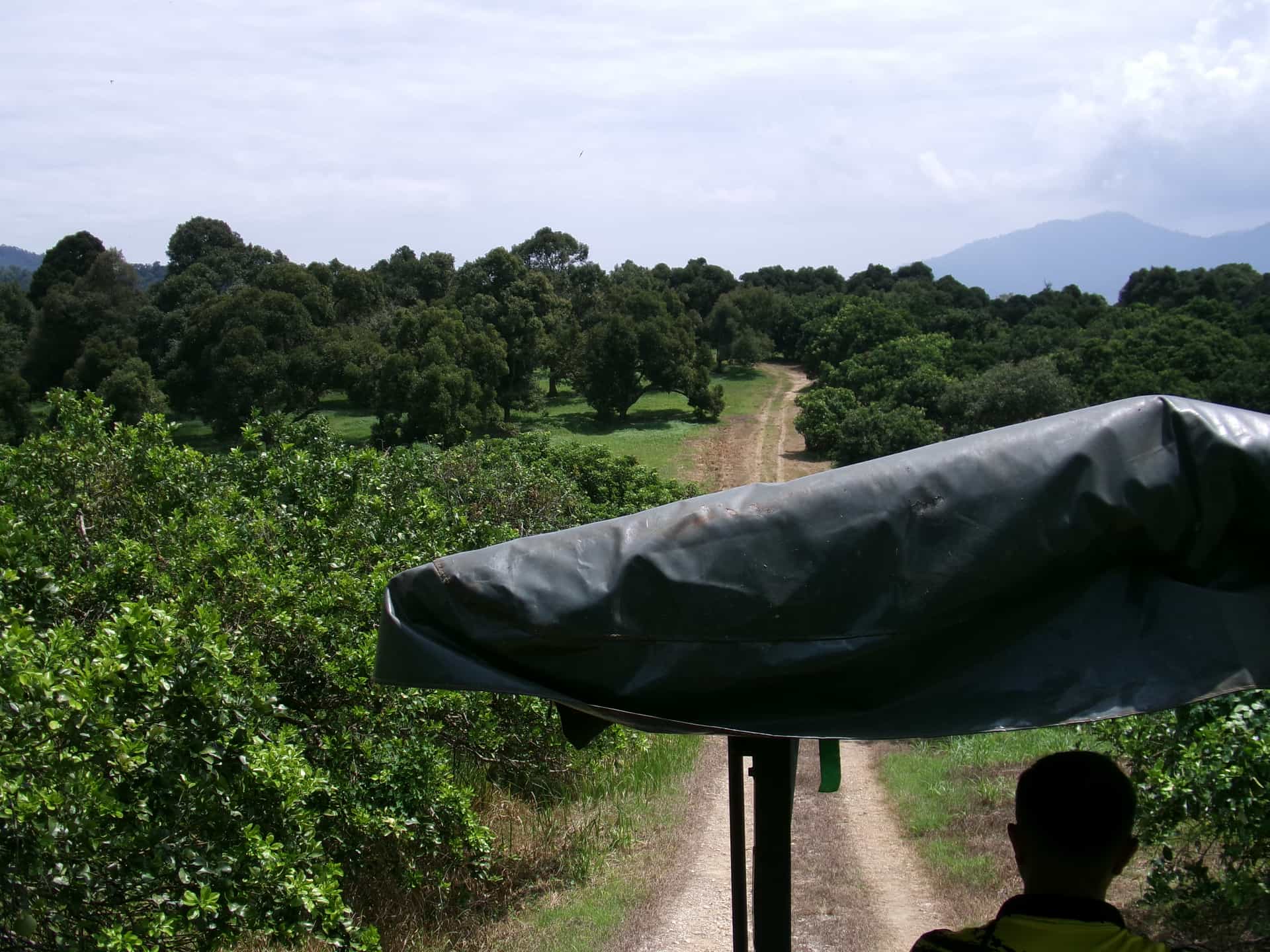 Image from: What Visiting MARDI Kuala Kangsar Taught Us About MS88 — Malaysia's Rising Premium Durian