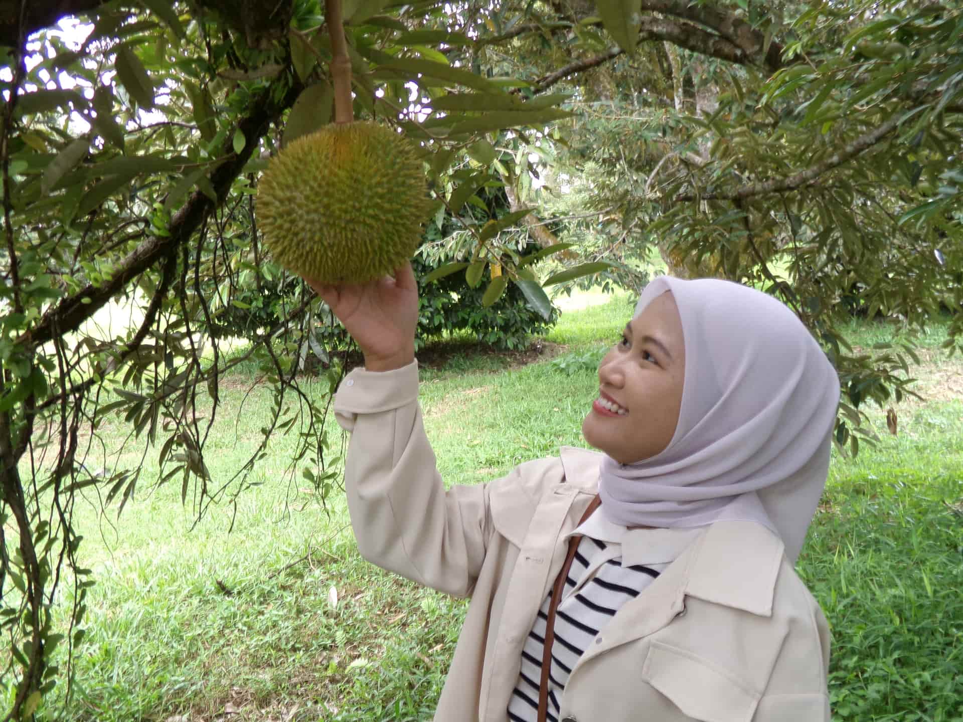 Image from: What Visiting MARDI Kuala Kangsar Taught Us About MS88 — Malaysia's Rising Premium Durian