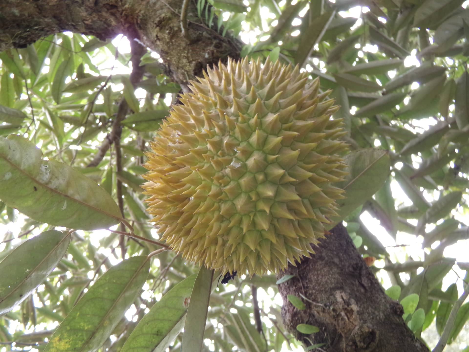 Image from: What Visiting MARDI Kuala Kangsar Taught Us About MS88 — Malaysia's Rising Premium Durian
