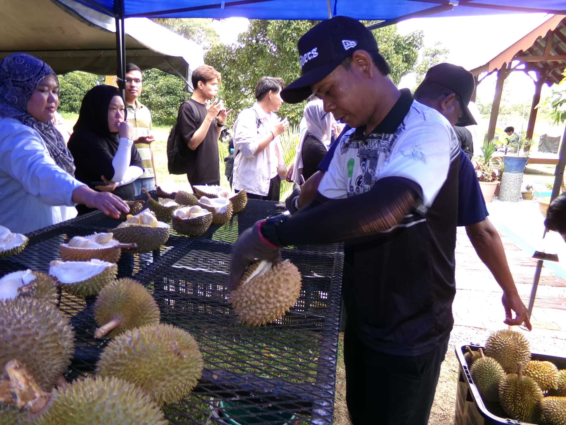 Image from: What Visiting MARDI Kuala Kangsar Taught Us About MS88 — Malaysia's Rising Premium Durian