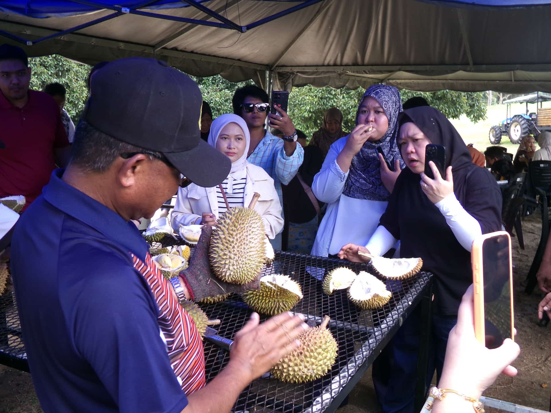 Image from: What Visiting MARDI Kuala Kangsar Taught Us About MS88 — Malaysia's Rising Premium Durian