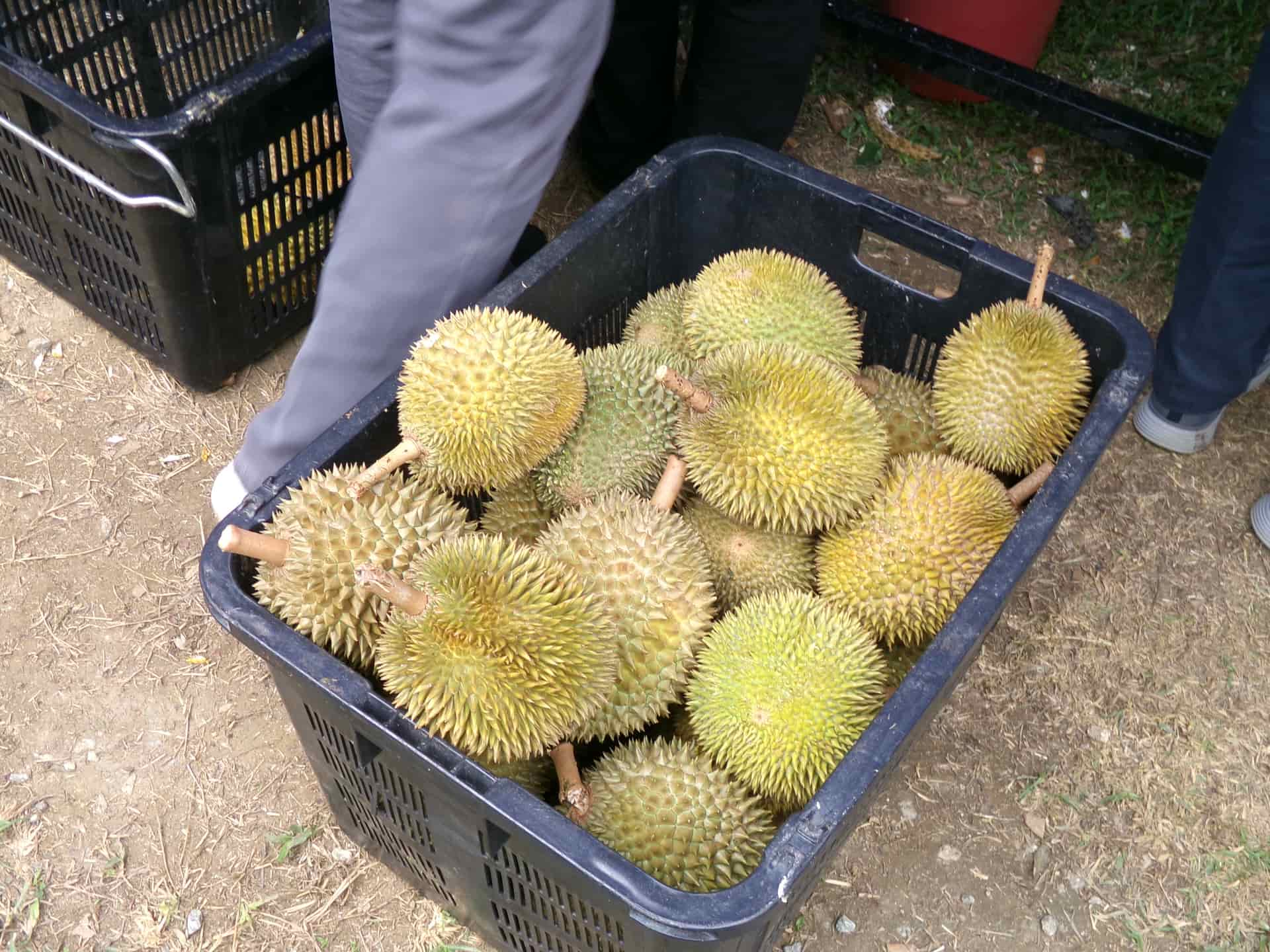 Image from: What Visiting MARDI Kuala Kangsar Taught Us About MS88 — Malaysia's Rising Premium Durian