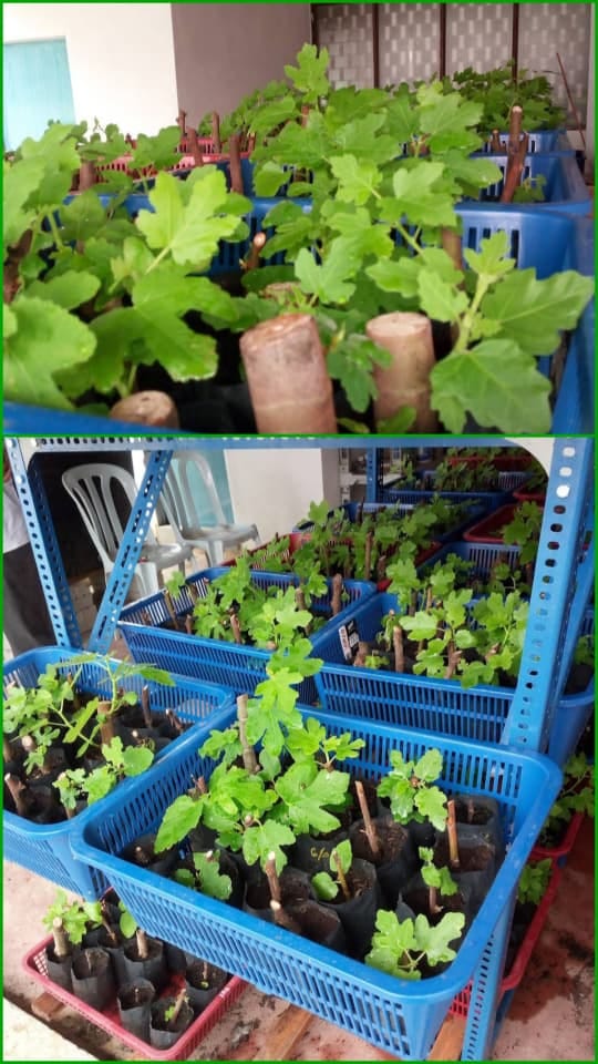 Image from: Malaysians turn to home farming by adoption of environment-friendly practices for self sufficiency & income generation