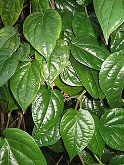 Image from: Sirih scientifically known as piper betel used in Southeast Asia for traditional herbal medicine, cultural ceremonies