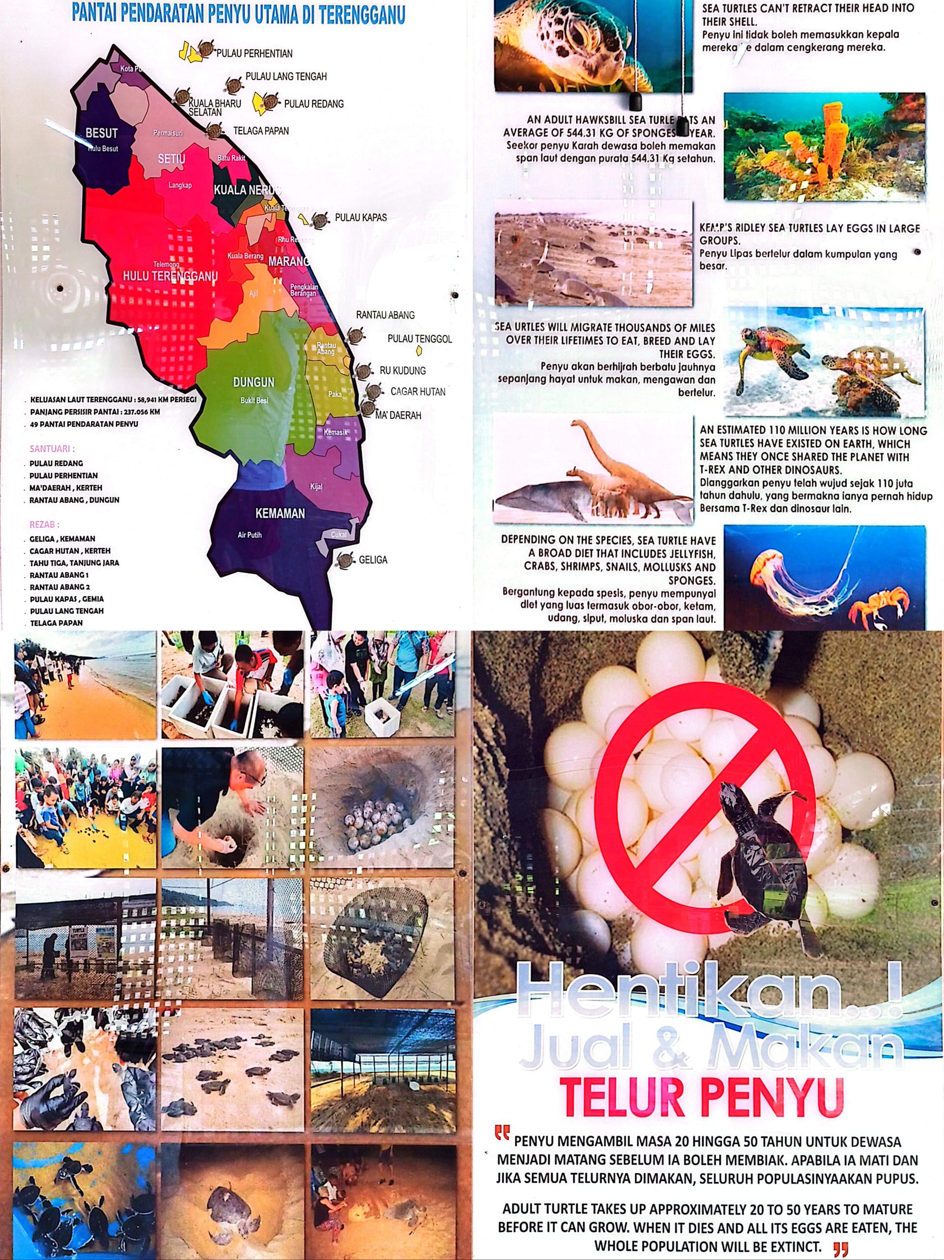 Image from: #EiTahuTak | Sea Turtles Travel Thousands of Kilometres to Return Home — And Malaysia's East Coast Is Part of Their Story