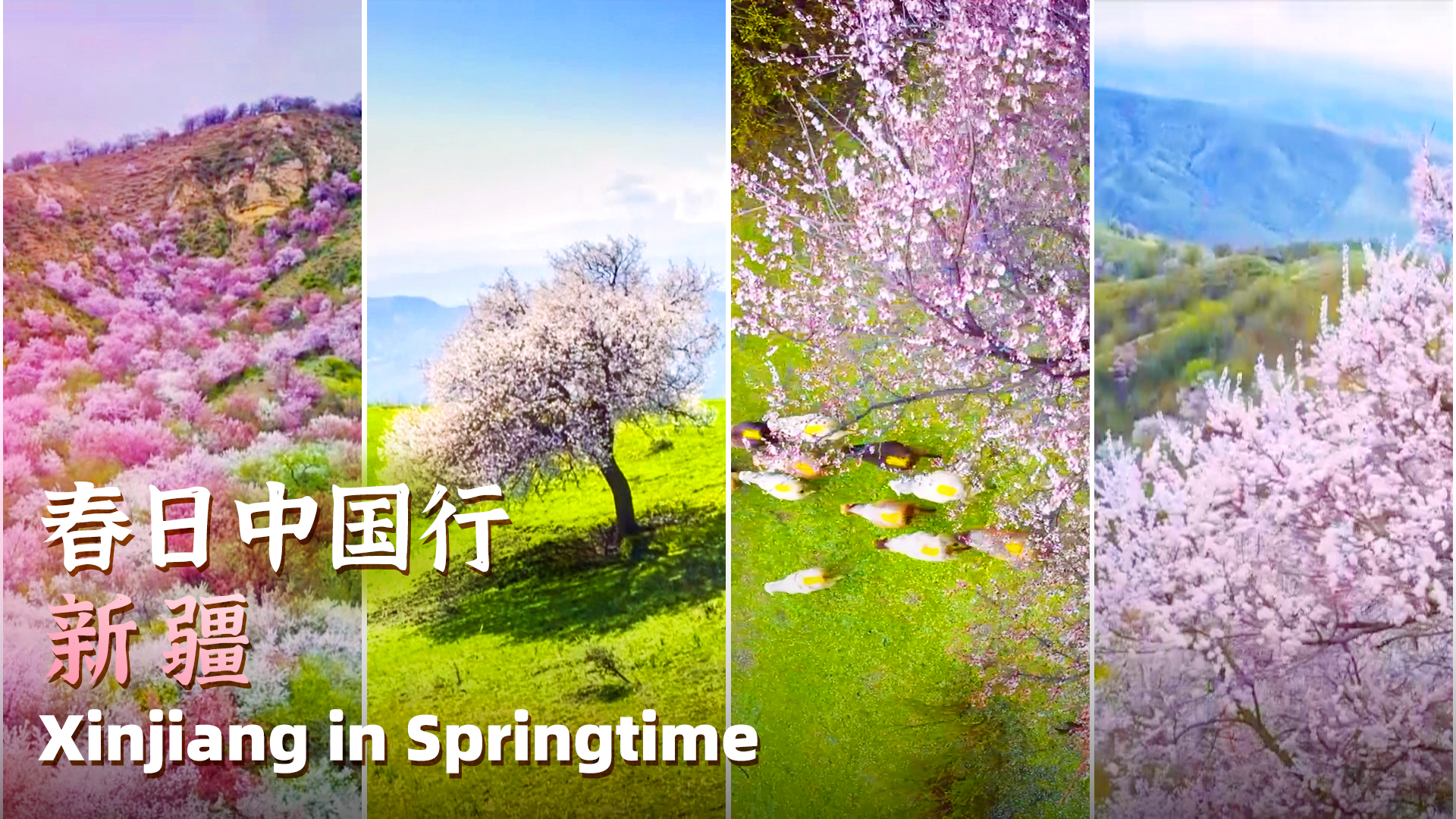 Xinjiang - A Floral Fairyland Full of Spring Romance!