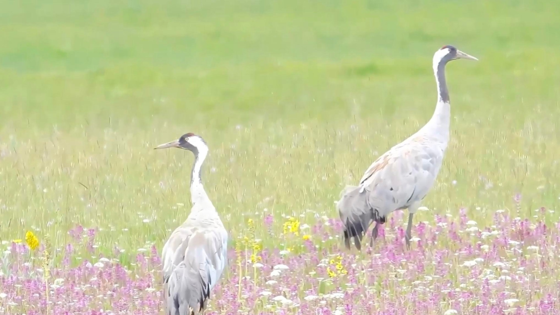 Flocks of grey cranes fly to Bayanbulak Grassland