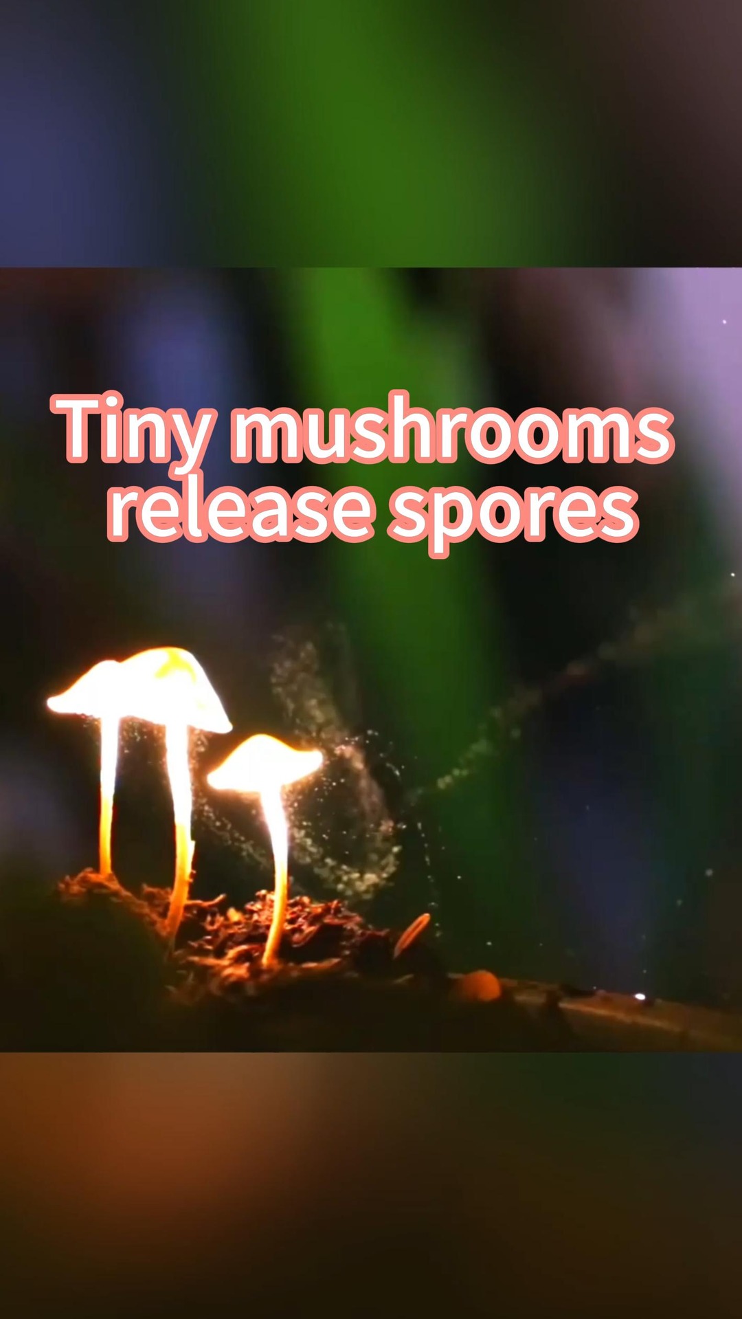 Tiny mushrooms release spores in Yunnan