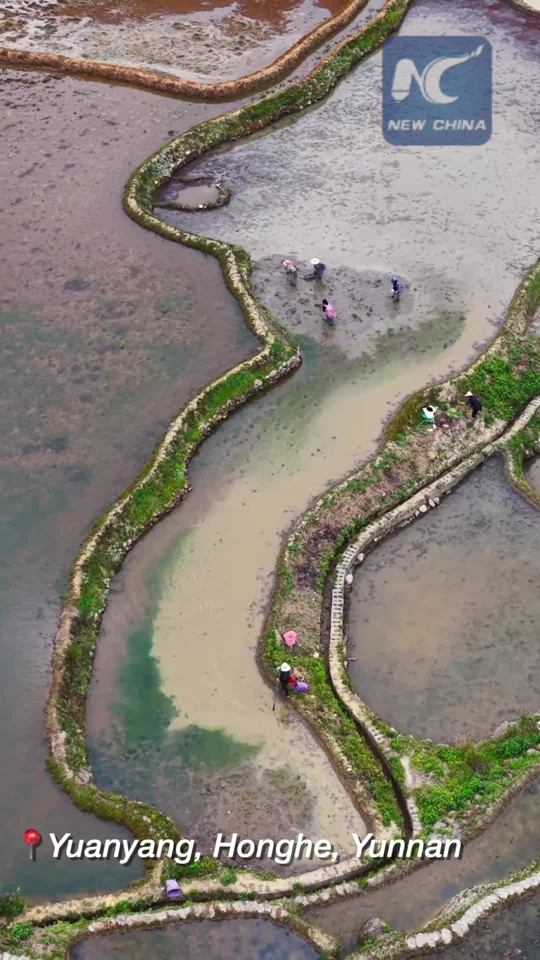 Spring farming at Hani Rice Terraces - Newswav