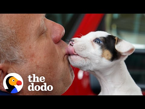 Brave Puppy Rescued By Firefighters | The Dodo