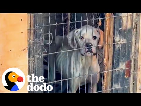 Sad Skinny Boxer Begs For Someone To Rescue Her | The Dodo