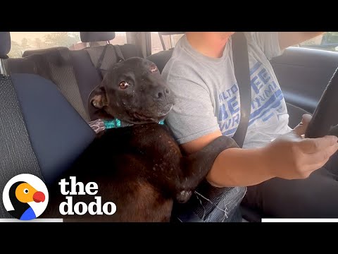 Pregnant Stray Pittie Hugs Her Rescuer The Whole Ride Home | The Dodo
