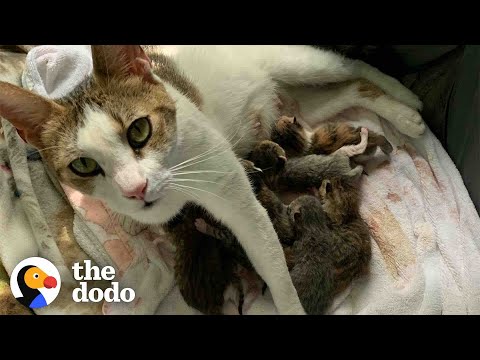 Pregnant Cat Has More Kittens Than Anyone Imagined | The Dodo