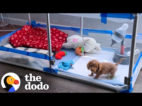 Bubble Puppy Decides She's Ready To Breathe On Her Own | The Dodo