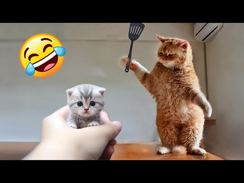 Funny kittens try not to laugh hot sale