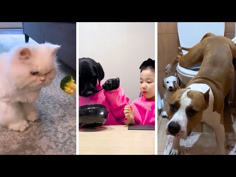 LAUGH Until You Cry With These Hilarious ANIMALS