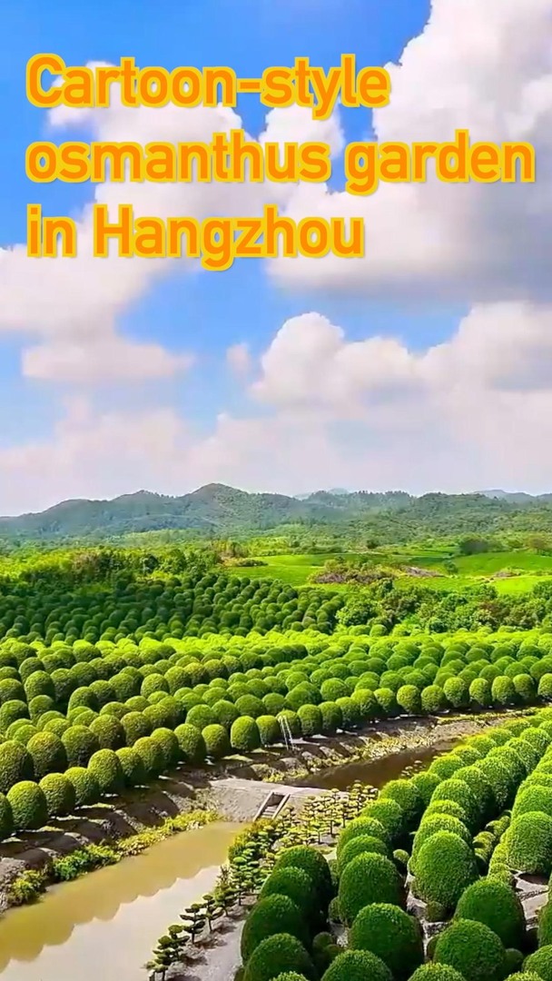 Mushroom-shaped osmanthus trees turn Hangzhou garden into fairytale ...