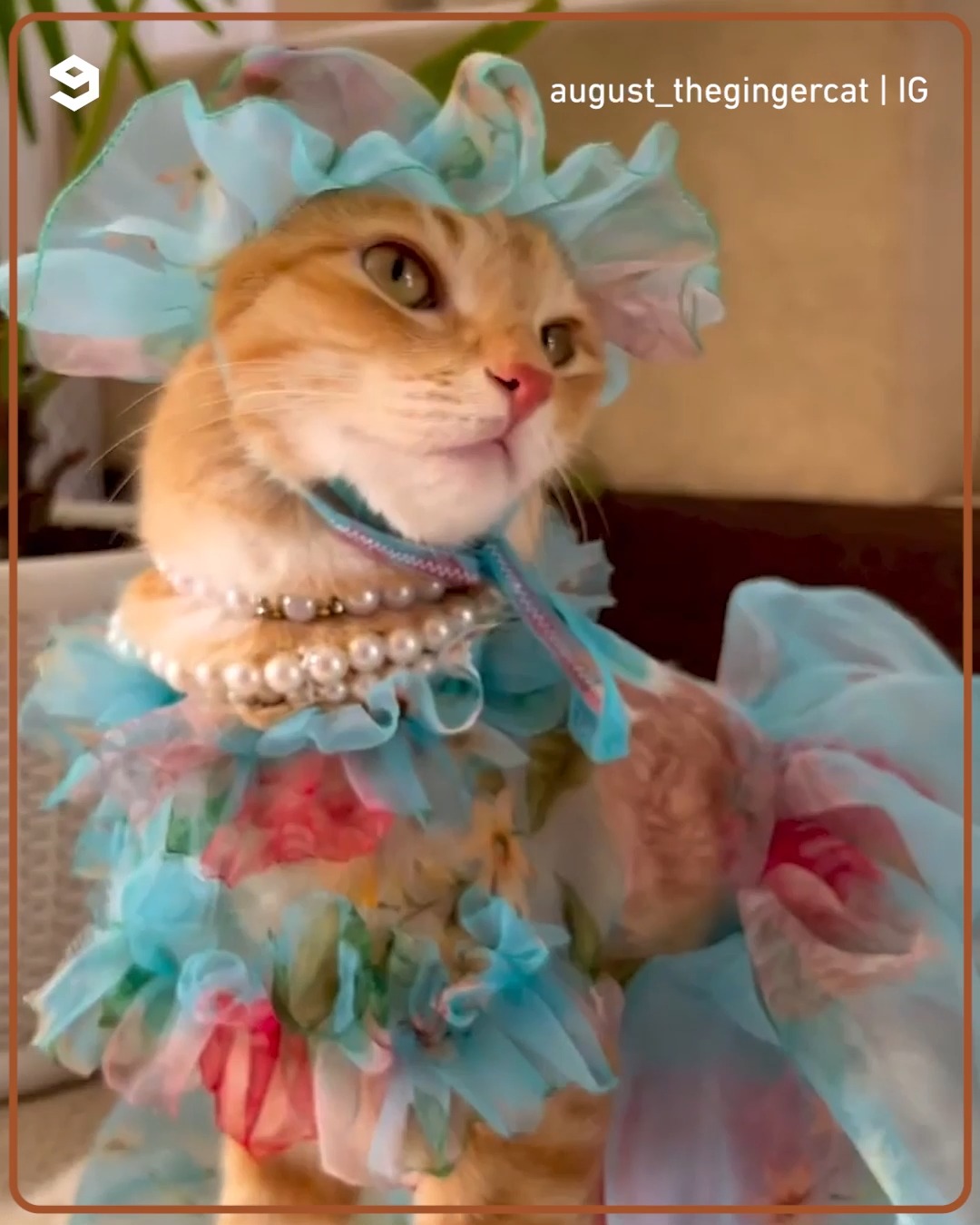 Ginger cat models for gorgeous cat outfits